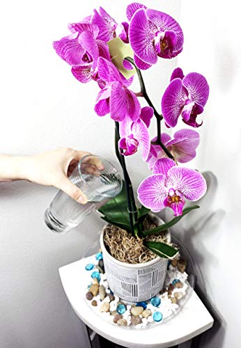 Iluvumorei 2 Pack Of 12 Inch Clear Round Plant Saucer, Thicker Plastic Tray For Indoor, Durable Flower Pot Planter Saucers With Multiple Support Footing Designed For Improved Airflow. (12" - 2 Pack) #TOP1