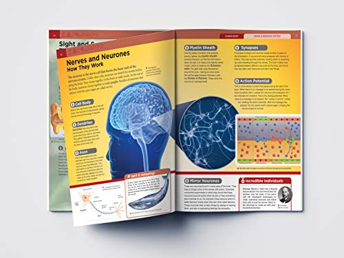 Image of Human Body - Brain And Nervous System: Knowledge Encyclopedia For Children
