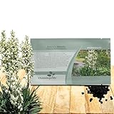 Outsidepride Adam's Needle Yucca Seeds for Planting - 100 Pcs Drought Tolerant Flower Seeds with Evergreen Foliage & Pollinator-Friendly Flowers, for Xeriscaping, Dry or Sandy Landscapes