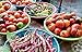 Year-Round Gardening: Growing Vegetables and Herbs, Inside or Outside, in Every Season