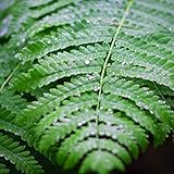 Hypnotic Rain in Gutter