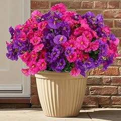 Purple Morning Glory