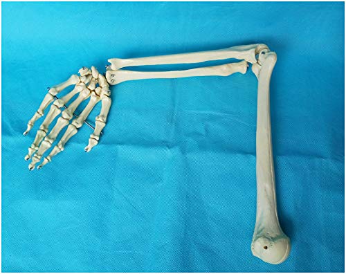 Sjdopulse A Natural Big Rm Joint Elbow Joint Palm Joint Model - Rm Skeleton Bone Model - Natomy Human Rm Joint Bone Skeleton Model - For Medical Teaching Explanation (A)
