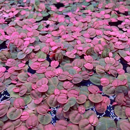 80+ Leaves Red Root Floater