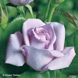 Garten Schlüter Mainzer Fastnacht Edelrose 5L Container