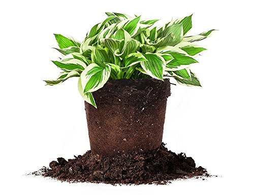 Perfect Plants Patriot Hosta, 1 Gallon, Live Perennial