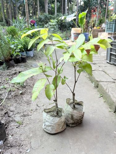 Image of All-Time12 Months Hybrid Grafted Guti Kolom Live Fruit Plant Original & Authentic for Outdoor Fast-Growing Fruit Plant Home Pack Of-1 (Red Ruby Longan plant Pack of-1, Medium)