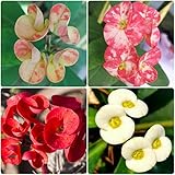 euphorbia leuconeura Diese Blumen sind ein tolles Geschenk Wahl. Es kann an Verwandte und Freunde oder an Geburtstagen, Jubiläen, Feiertagen, Einweihungsfeiern oder anderen Anlässen gegeben werden.