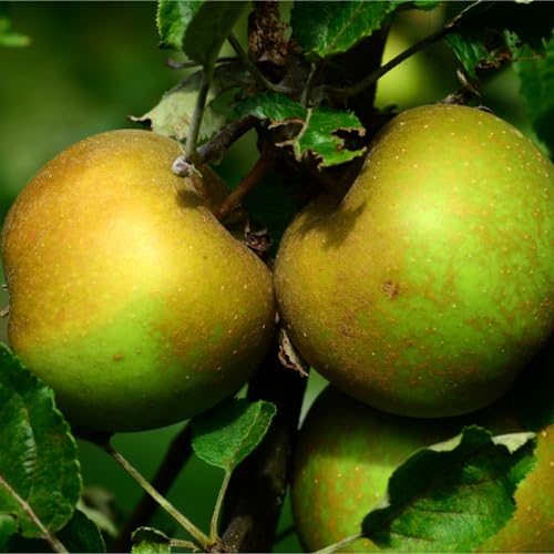 Dwarf Egremont Russet' Apple Tree, Self-Fertile,Ready to Fruit,Hardy & Vigorous 3fatpigs®