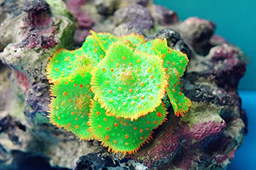 Panker Artificial Coral Sea Plant Ornament, Realistic Silicone Aquarium Coral Plant Ornament for Aquarium Fish Tank Landscapes Scenery (Green A)