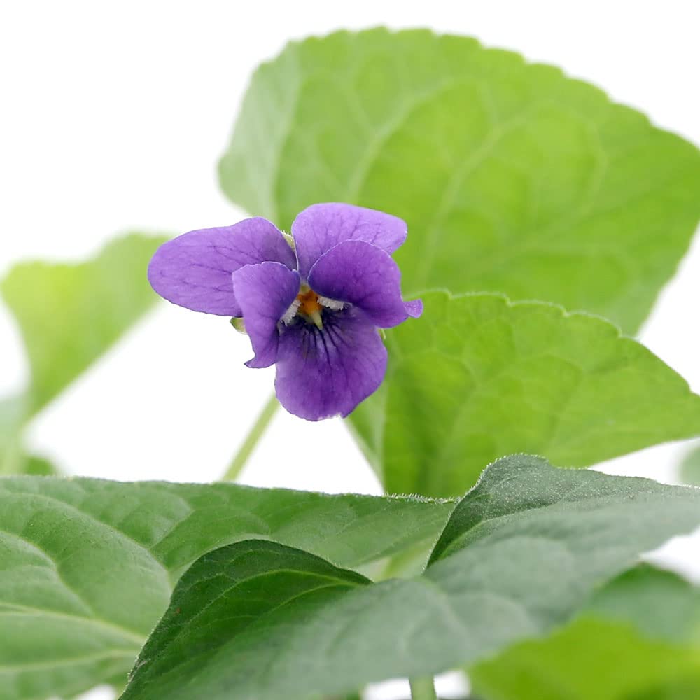 Amazon.co.jp: （観葉植物）ハーブ苗 スイートバイオレット（ニオイ