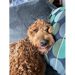 Pet Salve, Dog Paw Balm, Dry Noses Cracked Paws, Hot Spots, Itchy Ears, Lightly Scented with Lavender Essential Oil and Rosemary, Cruelty-Free, No Tea Tree Oil, Safe for Pets, Ora’s Amazing Herbal 4oz