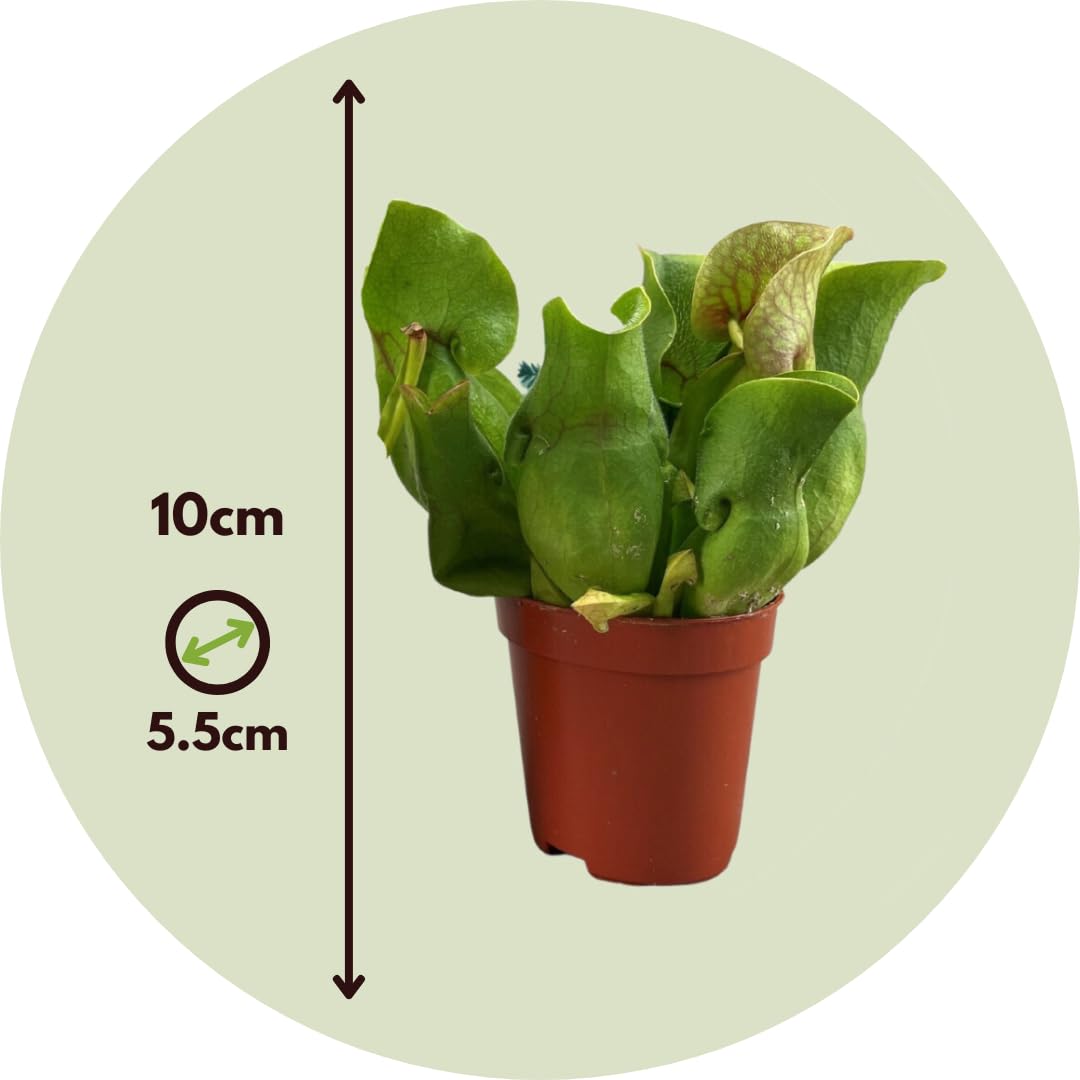 Plant in a Box - Sarracenia purpurea - 3er Set - Lila-Grün - Purpurroter Schlauchpflanze - Fleischfressende Pflanze - Topf 5,5cm - Höhe 10cm