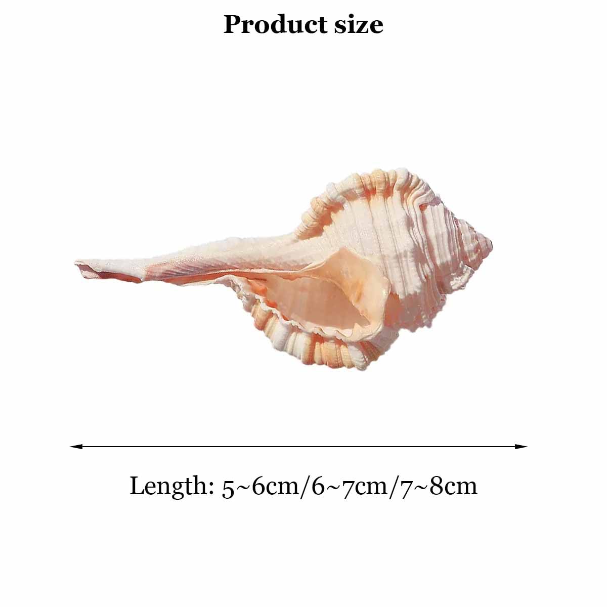 Coquillage, Coquilles 5~8Cmfor décoration de Mariage fête à thème Plage(6~7cm)