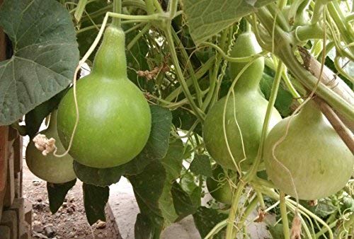 Creative Farmer Vegetable Seeds Surakkai Round Seeds - Bottle Gourd Bulb ?Seeds Seeds For Organic Gardening Home Garden Seeds (B07N49MK62) Amazon Price History, Amazon Price Tracker