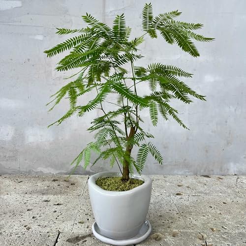 SUZUHA 観葉植物 本物 エバーフレッシュ 盆栽仕立て 磁器陶器鉢植え 受け皿付き