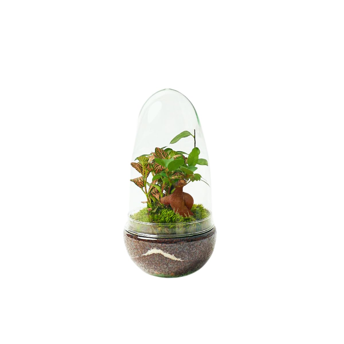Terrario Plantas Cristal - Cúpula con Ficus Ginseng y Fittonia | Jardin Eterno en Cristal o Ecosistema Cerrado | Ideal para Decoración Hogar | Pequeño | Medidas: 26 x 12 cm