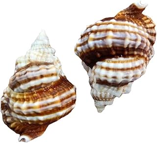 Concha Natural Concha Praia Aquário Aquário Praia Marinha Bonsai Conchas do Mar Mediterrâneo Artesanato Decoração de Casamento Litoral Casa (Color : 3-5CM)