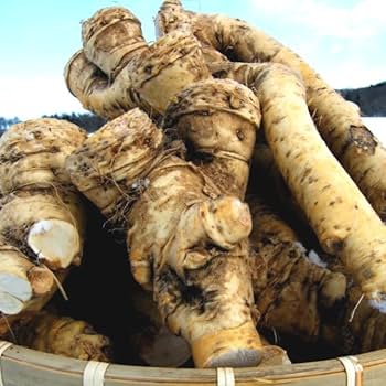 Amazon | 蝦夷山わさび 北海道産 西洋わさび 1kg ホースラディッシュ