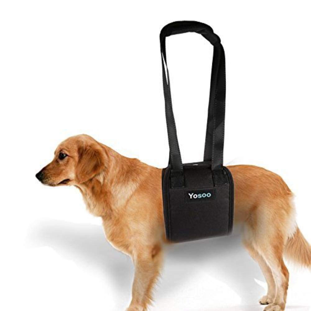 strap to help dog walk