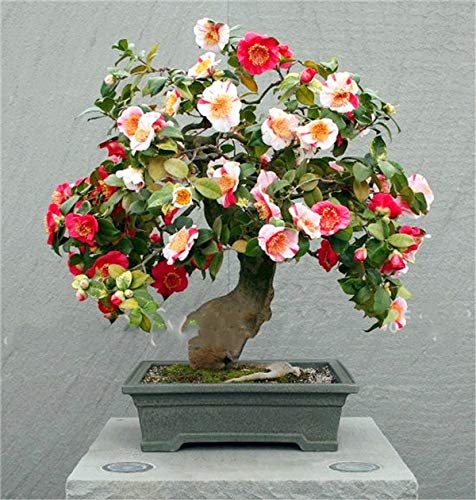 . 20 pc/sacchetto bonsai della camelia piante di giardino domestiche di fiori bonsai arcobaleno piante bonsai colore rara pianta: 15: Only Seeds - Afbeelding 4