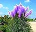 500 Pcs Pampas Grass Seed Patio and Garden Potted Ornamental Plants New Flowers (Pink Yellow White Purple) Cortaderia Grass Seed
