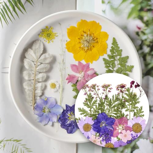 30 piezas Flores secas prensadas color púrpura para manualidades miniatura 4