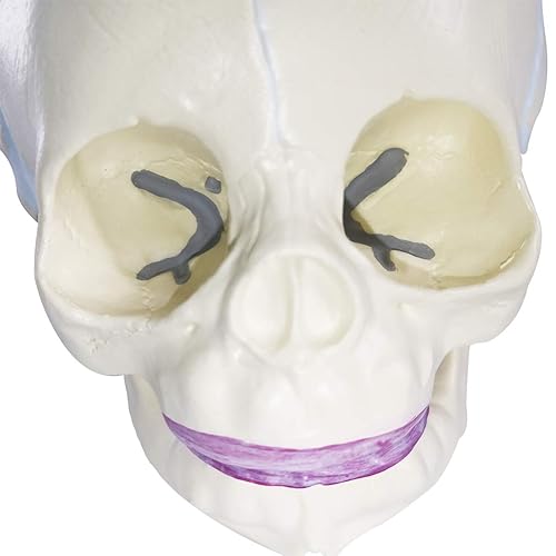 Miniatura 5 de Modelo de cráneo infantil humano, cráneo de feto de tamaño real, modelo de cráneo de bebé de anatomía para aprendizaje médico, herramienta de