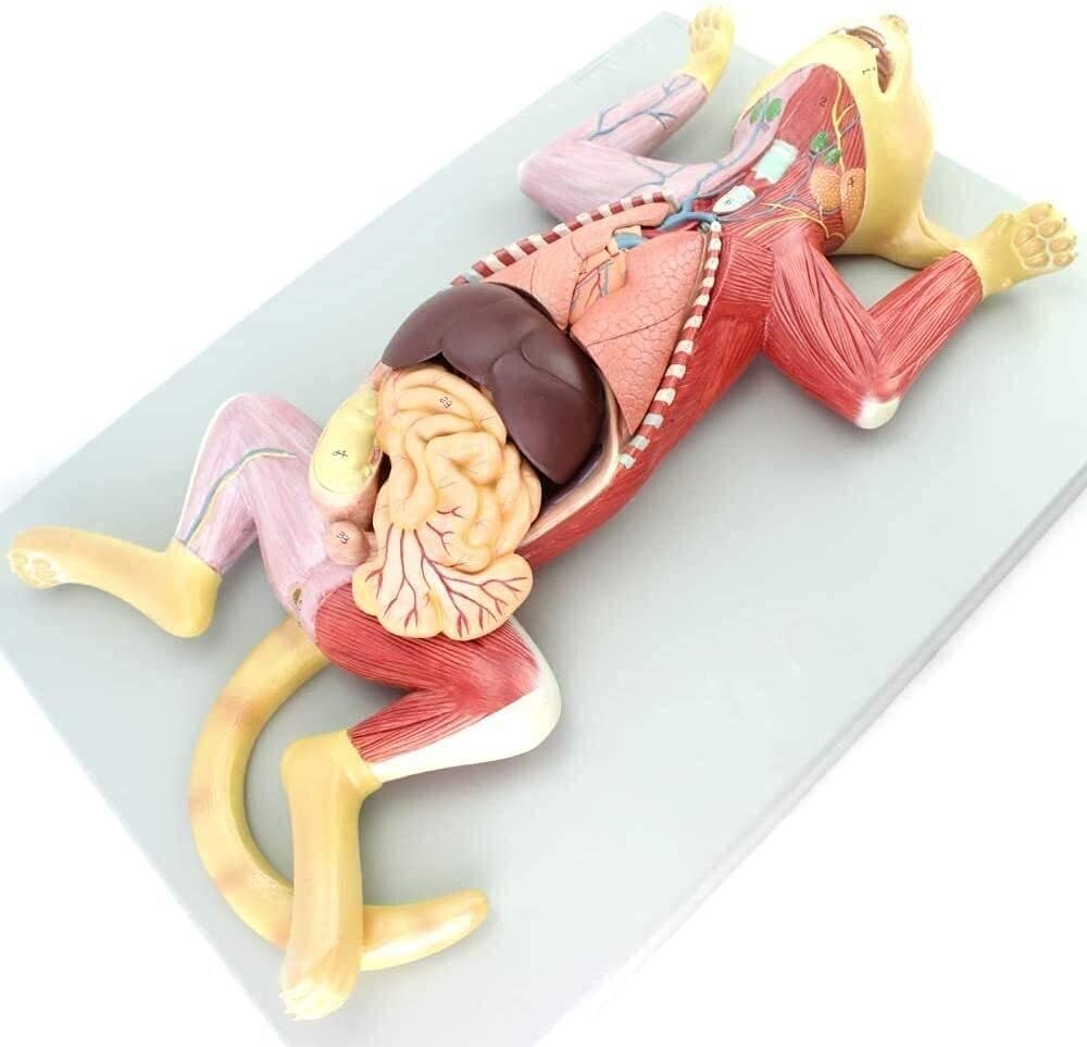 Model anatomiczny, zwierzę w rozmiarze życia kot oddzielony na 10 części model nauczania medyczny model narządów model szkieletu