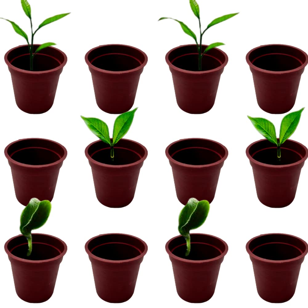 Plastic Nursery Seedling Pots| 2 Inch| Seed Starting Pot| Seed Germinating Pot| Pack of 25 (Red) (B09S69XDVX) Amazon Price History, Amazon Price Tracker