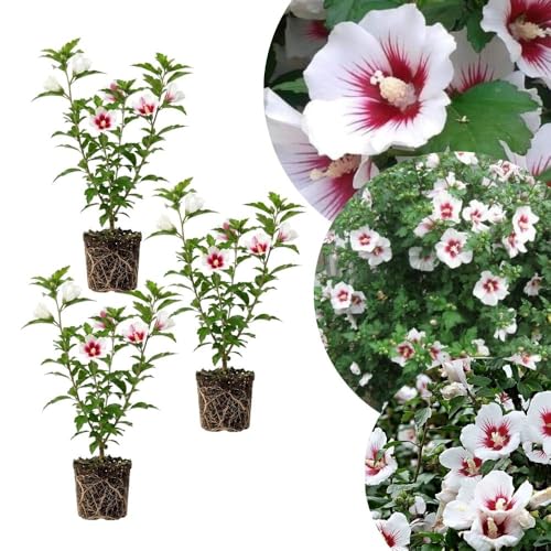 Set 3 Rose of Sharon Plant 2 Inches Mixed Red White Flowering Althea Seedlings Plant Flowering Shrub for Outdoor Landscaping