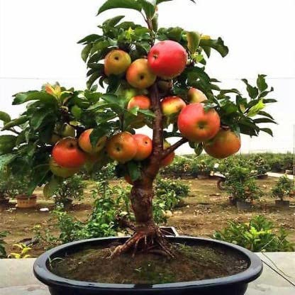 FasanGreen Ficus Bonsai Fruit Indoor & Outdoor Plant with Plastic Bag (Multicolor, 14cm) (Pack of 1) (FG_1858) (B0BVFHN724) Amazon Price History, Amazon Price Tracker