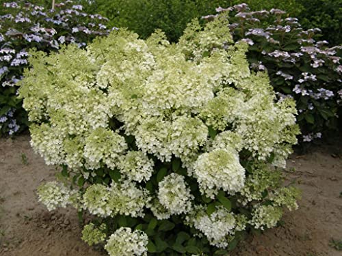 Suttons Hydrangea paniculata Garden Plant Bobo Hardy Dwarf Flower Pure Summer White Blooms Outdoor Shrub Attractive to Pollinators Easy to Grow 1 x 10 Litre Pot