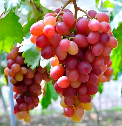Image of Live Grapes Plant Combo Pack of 3 | Black, Red & Green Grafted Fruit Plants | Healthy Live Vines for Home Garden, Balcony & Terrace | Organic Fruit-Bearing Grapes Saplings