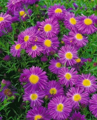 Aster novi-belgii 'Violetta' 11x11 cm Topf – Winterhart, Mehrjährig, Pflegeleicht – Glattblatt-Aster – Staude für Beet & Garten