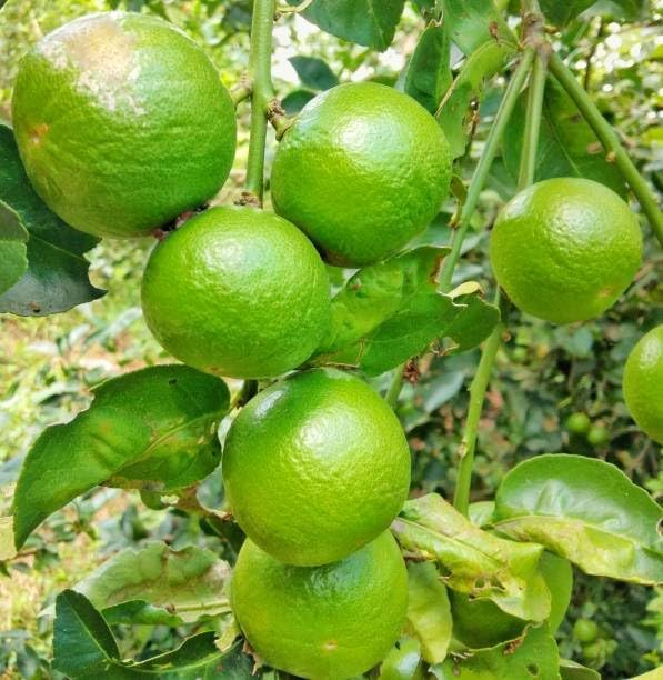 Image of All-Time12 Months Hybrid Grafted Guti Kolom Live Fruit Plant Original & Authentic for Outdoor Fast-Growing Fruit Plant Home Pack Of-1 (kagzi lemon plant pack of-1, Medium)