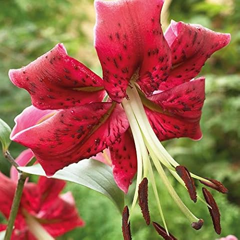 Tree Lily Miss Feya Bulbs by Thompson & Morgan Cover