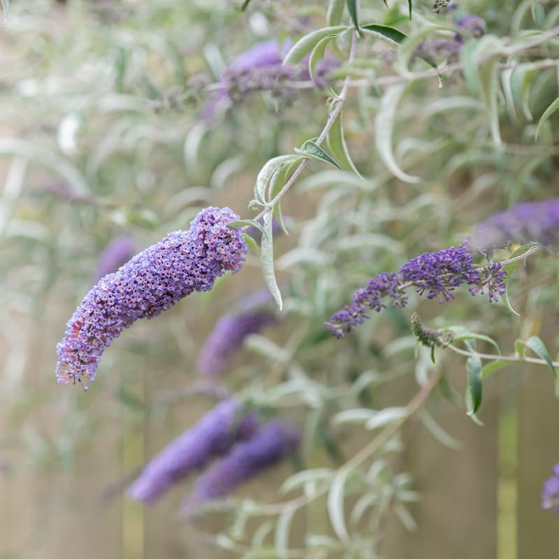 Butterfly Bush Live Plant, Butterfly Bush for Planting Outdoor Garden, 4 to 8 Inch Tall Perennial Fragrant Flowers Buddleia Bushes (Light Blue)