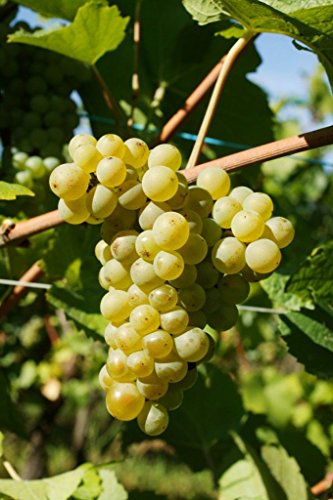 Pinot blanc wine grape vine - plantable year-round!