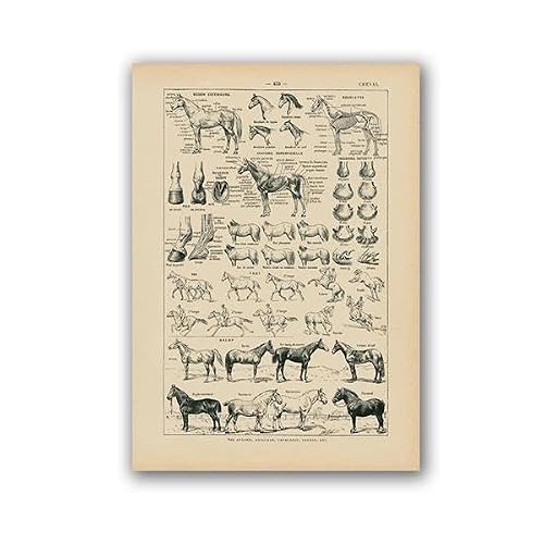 Image d'anatomie du cheval français vintage, impression biologique, décoration murale, illustration de cheval affiche animale, peinture sur toile, décoration de bureau, taille A3 60 x 90 cm