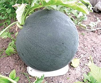 30+ Black Beauty Watermelon - Fruit seeds.