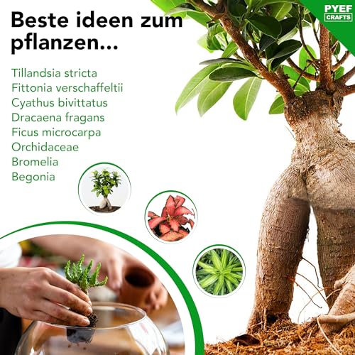 Foto von Flaschengarten Komplettset zum Schaffen EIN Ökosystem im Glas - Terrarium Starter Kit zum Anlegen EIN Biotop im Glas - Terrarium mit Garten Werkzeug, Moos, Erde, Steinen (Ohne Pflanze)