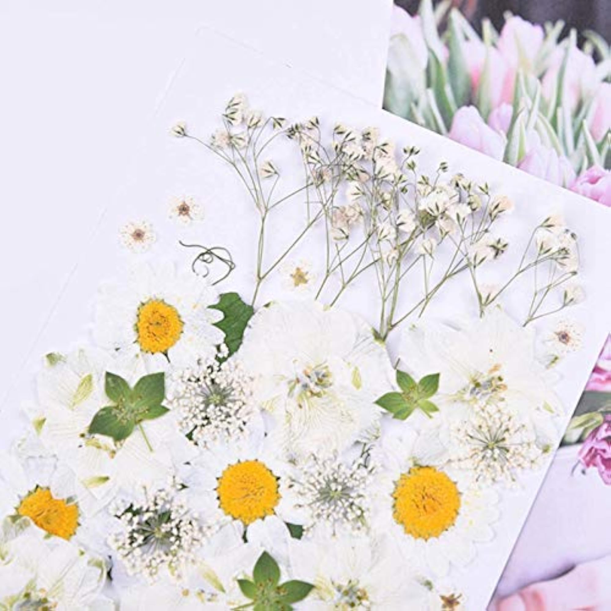 36PCS Mixed Dried Flower Set for Crafting