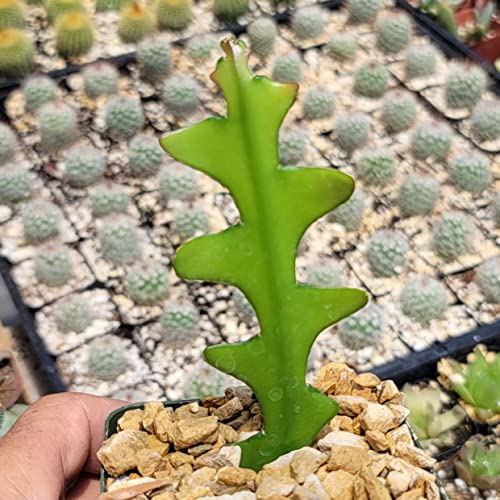 Planet Desert Epiphyllum Anguliger Fishbone Cactus #TOP7