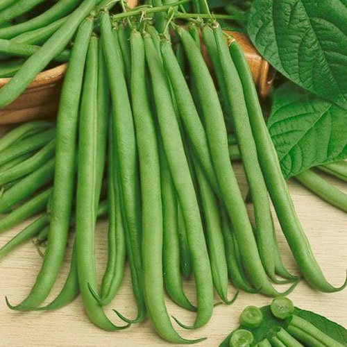 Seed Needs 170+ Top Crop Bean Seeds 'Bush Variety' | Phaseolus Vulgaris Heirloom Large Easy to Grow Fresh Vegetable Stringless Green Beans | Great Tasting Fresh Bean Seeds for Planting | Bulk