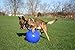Jolly Pets Push-n-Play Ball Dog Toy, 14 Inches/Extra-Large, Blue (314 BL), for All Breed Sizes
