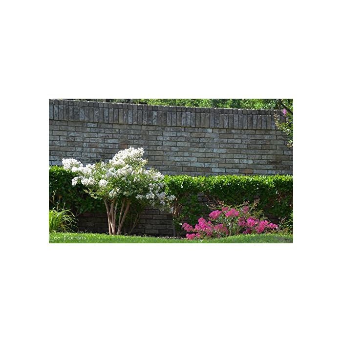 Buy Crepe Myrtle Trees White Blooms Quart Containers