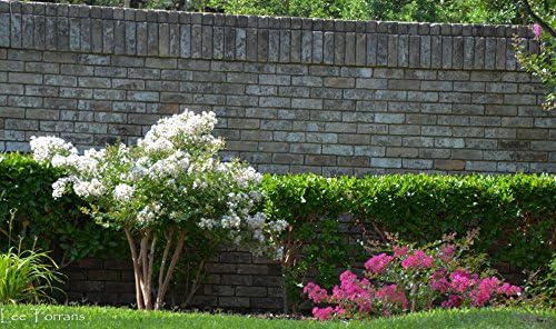 Acoma Crepe Myrtle Trees - White Blooms - Quart Containers - FIBROUS Root System - Grown by Crape Myrtle Guy - Live Plants - 1 Foot Tall (9)