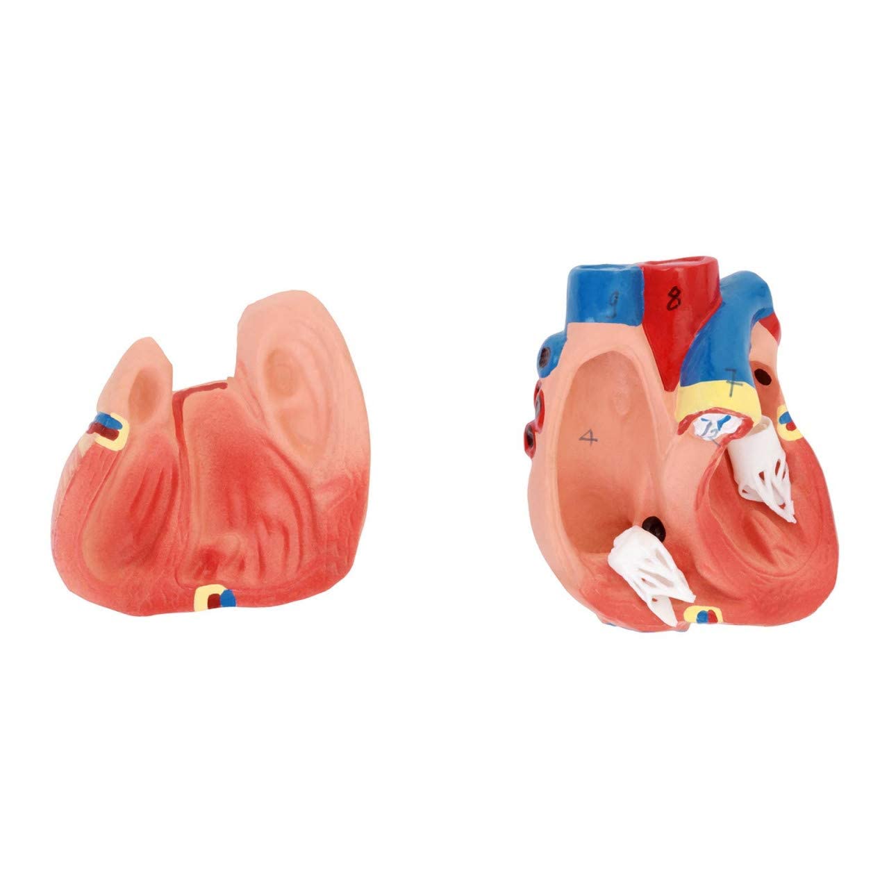Anatomiczny Model Ludzkiego Tułowia, 48 Cm, Montaż Narządów Wewnętrznych, Medyczny, Model, Realistyczny Tułowi, Unisex, Z Codestalem, Lekcja Edukacyjna Dla Dzieci