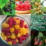 Crea tu propia pradera o jardín colorido: perfecto para bordes o maceteros.